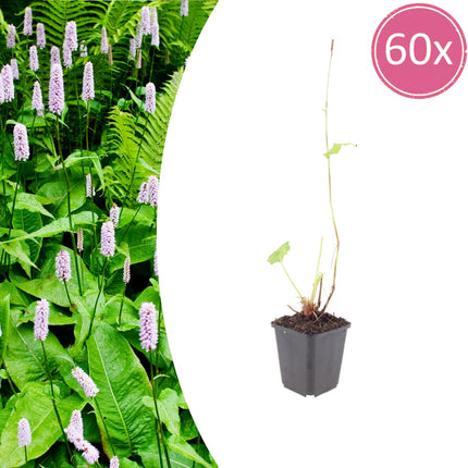 Persicaria amplexicaulis Alba – 60 Pflanzen – Ø9cm – Höhe 10-25cm – Winterharte Staude – Weiße Blütenähren – Bienenfreundlich für Beet & Naturgarten