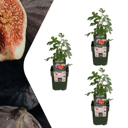 Bio Feigenbaum – Ficus carica – Ø13cm x H20cm – 3 Pflanzen – Selbst Früchte ziehen – Mediterranes Gartenhighlight – Frostbeständig & Pflegeleicht