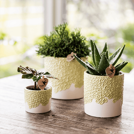 Ziertopf Bloom Green – Dekorativer Blumentopf Ø12cm – Übertopf mit Blütenstruktur – Design Pflanztopf in Grün für Zimmerpflanzen Kräuter & Deko