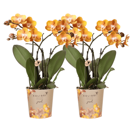 Phalaenopsis-Orchidee Las Vegas – 2 Pflanzen – Orange – Ø12cm – Zimmerpflanze mit 3-4 Blütenstielen – Edle Multiflora-Orchidee für Wohnung & Büro