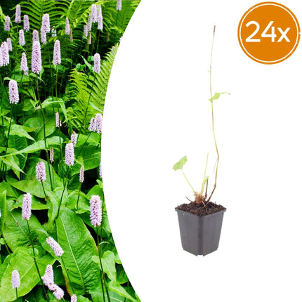 Persicaria amplexicaulis Alba – 24 Pflanzen – Ø9cm – Höhe 10-25cm – Winterharte Staude – Weiße Blütenähren – Bienenfreundlich für Beet & Naturgarten