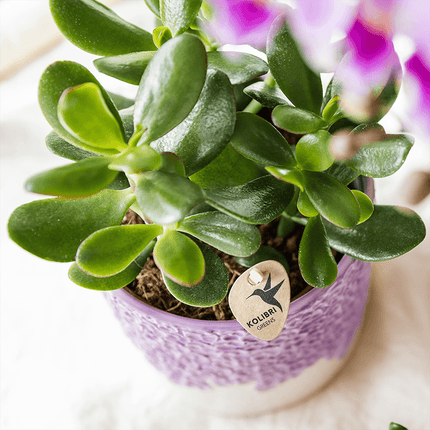 Ziertopf Bloom Lila – Dekorativer Blumentopf Ø6cm – Mini Übertopf mit Blütenstruktur – Eleganter Pflanztopf in Violett für Sukkulenten Kakteen & Deko