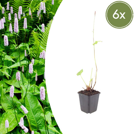 Persicaria amplexicaulis Alba – 6 Pflanzen – Ø9cm – Höhe 10-25cm – Winterharte Staude – Weiße Blütenähren – Bienenfreundlich für Beet & Naturgarten