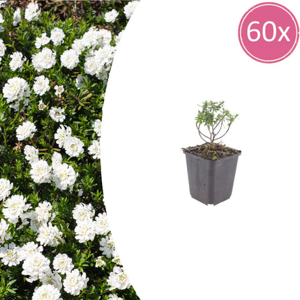 Iberis sempervirens Schneeflocke – 60 Pflanzen – Ø9cm – Höhe 10-25cm – Immergrüner Bodendecker – Weiße Frühlingsblüte – Winterhart für Beet & Steingarten
