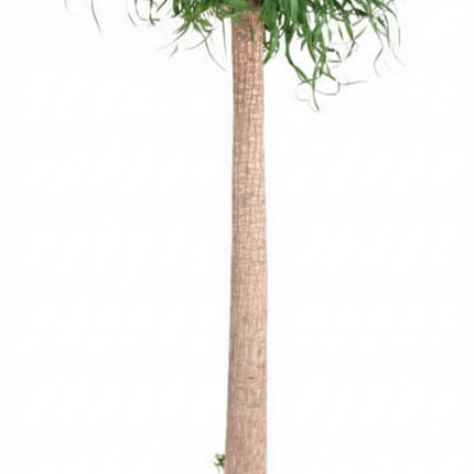 Beaucarnea XXL – ca.180-200cm Zimmerpflanze – Elefantenfuß mit markantem Stamm – Exklusive Großpflanze für Wohnzimmer Büro & Empfangsbereiche