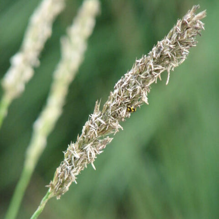 Sesleria autumnalis – 6 Pflanzen – Ø9cm – Höhe 10-25cm – Winterhartes Ziergras – Goldbraune Herbstfärbung