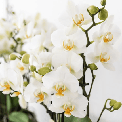 Pflanzenset Mediterranean Sunset – Weiße Phalaenopsis Orchidee Lausanne & Sukkulenten – 3 Pflanzen mit Keramik – Ziertöpfen – Inklusive Tablett