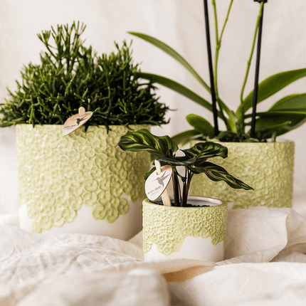Ziertopf Bloom Green – Dekorativer Blumentopf Ø12cm – Übertopf mit Blütenstruktur – Design Pflanztopf in Grün für Zimmerpflanzen Kräuter & Deko