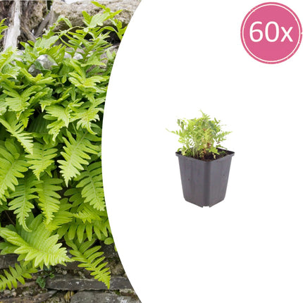 Polypodium vulgare Farn – 60 Pflanzen – Ø9cm – Höhe 10-25cm – Immergrüner Gartenfarn – Winterhart – Für Schattenbeet, Unterpflanzung & Naturgarten