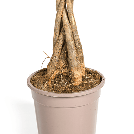 Glückskastanie Pachira Aquatica – Zimmerpflanze – Ø19cm – 70-90cm hoch – Geflochtener Stamm – Exotisch & pflegeleicht