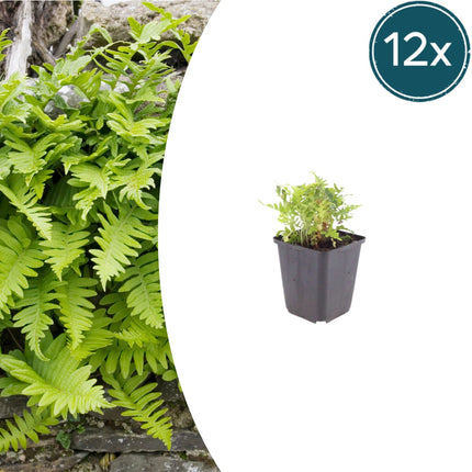 Polypodium vulgare Farn – 12 Pflanzen – Ø9cm – Höhe 10-25cm – Immergrüner Gartenfarn – Winterhart – Für Schattenbeet, Unterpflanzung & Naturgarten