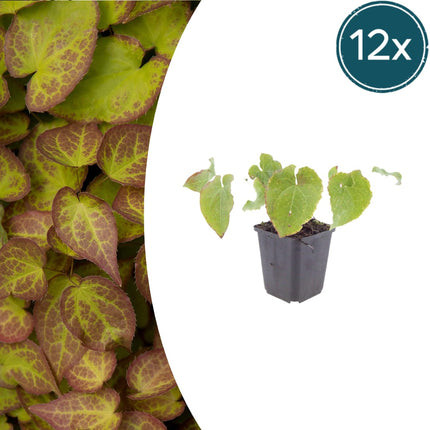Elfenblume Epimedium perralchicum Frohnleiten – 12 Pflanzen – Wintergrüne Staude für Schatten & Halbschatten – Bodendecker für Garten & Beet – 10-25cm – Ø9cm – Pflegeleicht