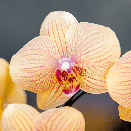 Orchidee gelb/rosa Sunny Bunny im Retro Übertopf ocker Ø12cm – blühende Zimmerpflanze frisch vom Züchter – warmer 70er – Look Ziertopf
