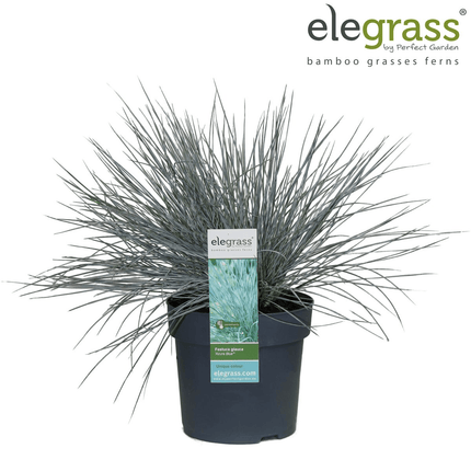 Blauschwingel Festuca glauca Azura Blue Ø14cm – Höhe ca.30cm – silberblaues Ziergras winterhart & immergrün