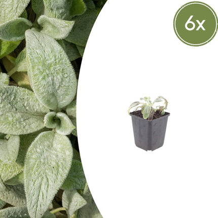 Stachys byzantina Silver Carpet – 6 Pflanzen – Ø9cm – Höhe 10-25cm – Winterharte Bodendecker Staude – Silberlaub