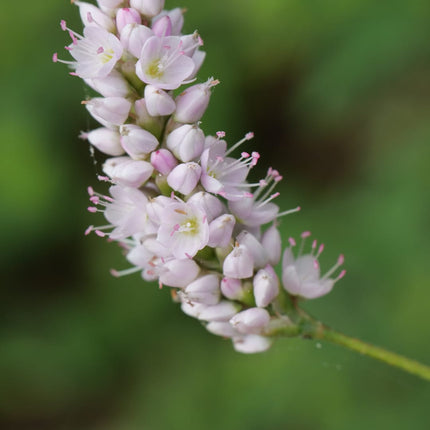 Persicaria bistorta Superba – 24 Pflanzen Ø9cm – Höhe10-25cm – Rosa Blütenstaude für feuchte Beete & Teichrand – Bienenfreundlich winterhart