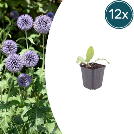Kugeldistel Echinops ritro – 12 Pflanzen – 10-25cm – Ø9cm – Winterharte Staude mit stahlblauen Blütenkugeln