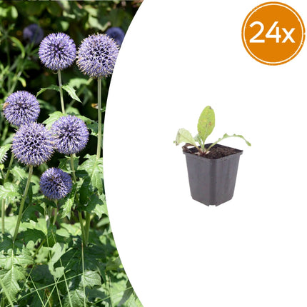 Kugeldistel Echinops ritro – 24 Pflanzen – 10-25cm – Ø9cm – Winterharte Staude mit stahlblauen Blütenkugeln