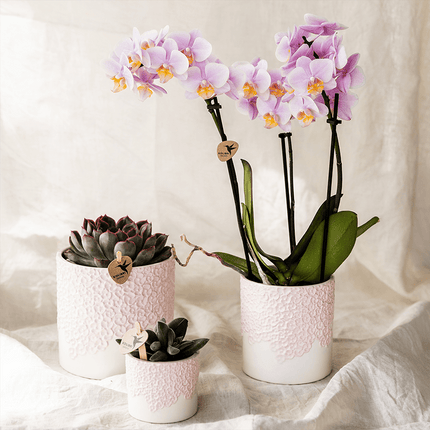 Ziergefäß Bloom Pink – Dekorativer Blumentopf Ø6cm – Romantischer Mini Pflanztopf mit Blütenstruktur – Design Übertopf für Sukkulenten Kakteen & Deko