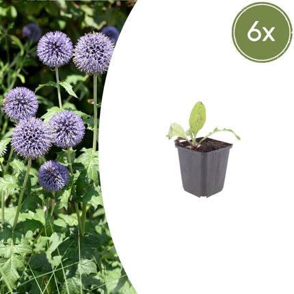 Kugeldistel Echinops ritro – 6 Pflanzen – 10-25cm – Ø9cm – Winterharte Staude mit blauen Blütenkugeln
