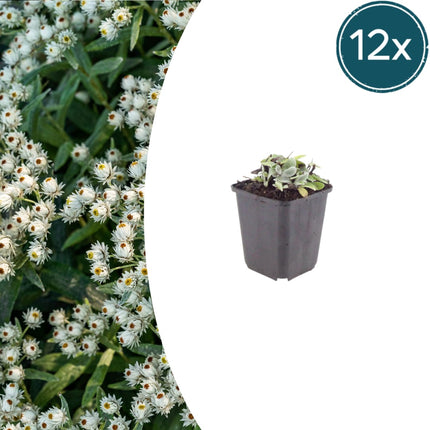 Perlkörbchen Anaphalis triplinervis – 6 Pflanzen Silberstaude mit weißen Blüten – 10-25cm – Ø9cm – Winterharte Staude für sonnige Beete & Steingarten