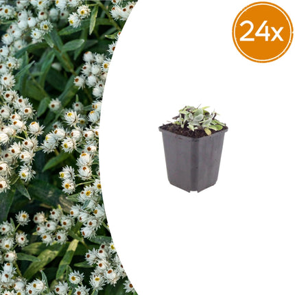 Perlkörbchen Anaphalis triplinervis – 6 Pflanzen Silberstaude mit weißen Blüten – 10-25cm – Ø9cm – Winterharte Staude für sonnige Beete & Steingarten