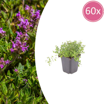 Thymus serpyllum Set – 60 Pflanzen Ø9cm – Duftender Sand Thymian Bodendecker – Winterhart trockenheitsresistent niedrig wachsend