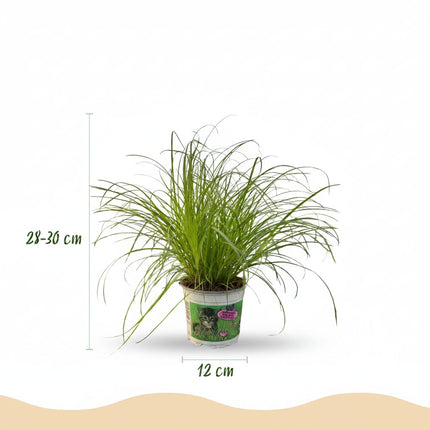 Cyperus Alternifolius Zumula Katzenpflanze – Zimmerpflanze im Korb Ø12cm Höhe20cm – Haustierfreundliche Grünpflanze – Pflegeleicht