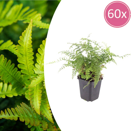 Polystichum setiferum Herrenhausen – 60 Pflanzen – Ø9cm – Höhe 10-25cm – Immergrüner Farn – Schattenstaude für Beet, Gehölzrand & Flächenpflanzung