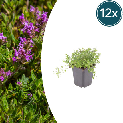 Thymus serpyllum Set – 12 Pflanzen Ø9cm – Duftender Sand Thymian Bodendecker – Winterhart trockenheitsresistent niedrig wachsend