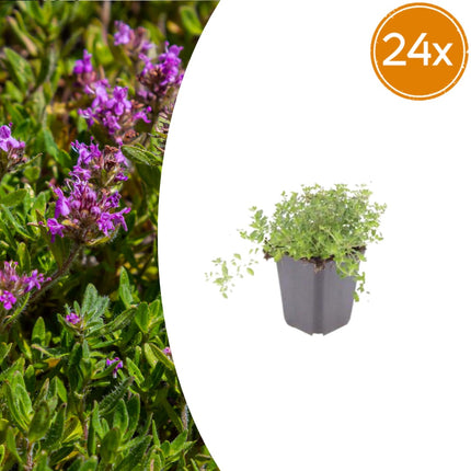 Thymus serpyllum Set – 24 Pflanzen Ø9cm – Duftender Sand Thymian Bodendecker – Winterhart trockenheitsresistent niedrig wachsend