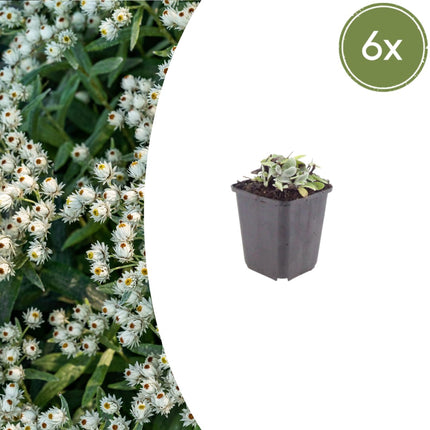 Perlkörbchen Anaphalis triplinervis – 6 Pflanzen Silberstaude mit weißen Blüten – 10-25cm – Ø9cm – Winterharte Staude für sonnige Beete & Steingarten