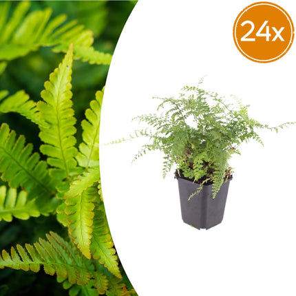 Polystichum setiferum Herrenhausen – 24 Pflanzen Farn Ø9cm – Höhe 10-25cm – Immergrüner Gartenfarn Winterhart