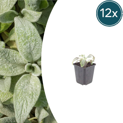 Stachys byzantina Silver Carpet – 12 Pflanzen – Ø9cm – Höhe 10-25cm – Winterharte Bodendecker Staude – Silberlaub