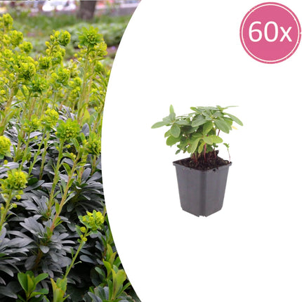 Euphorbia amygdaloides Robbiae – 60 Pflanzen Ø9cm – Höhe10-25cm – Immergrüner Bodendecker für Schatten & Halbschatten – Gelbgrüne Frühjahrsblüte