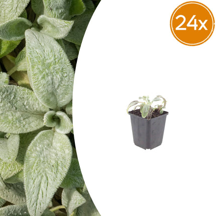 Stachys byzantina Silver Carpet – 24 Pflanzen – Ø9cm – Höhe 10-25cm – Winterharte Bodendecker Staude – Silberlaub