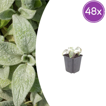 Stachys byzantina Silver Carpet – 48 Pflanzen – Ø9cm – Höhe 10-25cm – Winterharte Bodendecker Staude – Silberlaub