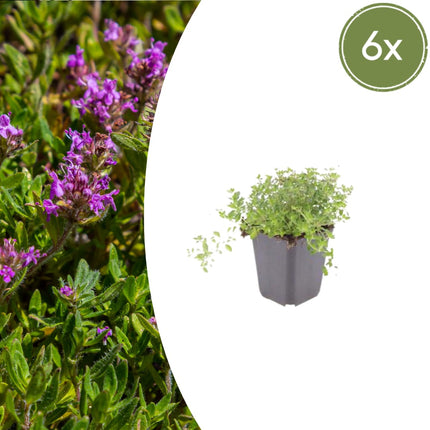 Thymus serpyllum Pflanzenset – 6 kräftige Sand – Thymian Pflanzen Ø9cm – Duftender Bodendecker für sonnige Standorte