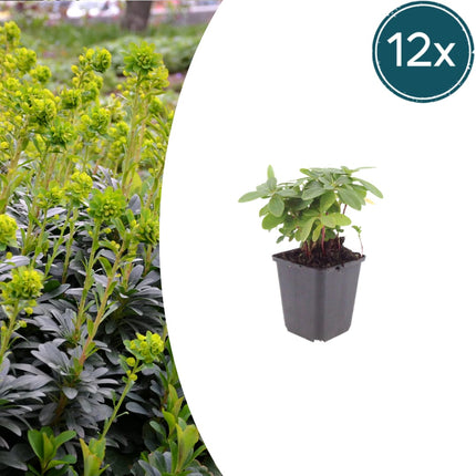 Euphorbia amygdaloides Robbiae – 12 Pflanzen Ø9cm – Höhe 10-25cm – Immergrüner Bodendecker für Schatten & Halbschatten – Gelbgrüne Frühjahrsblüte