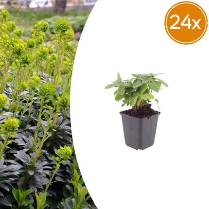 Euphorbia amygdaloides Robbiae – 24 Pflanzen Ø9cm – Höhe 10-25cm – Immergrüner Bodendecker für Schatten & Halbschatten – Gelbgrüne Frühjahrsblüte
