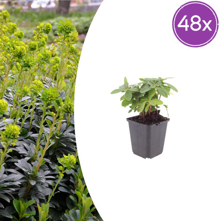 Euphorbia amygdaloides Robbiae – 48 Pflanzen Ø9cm – Höhe 10-25cm – Immergrüner Bodendecker für Schatten & Halbschatten – Gelbgrüne Frühjahrsblüte
