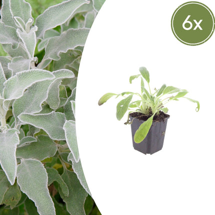 Stachys byzantina – 6 Pflanzen – Ø9cm – Höhe 10-25cm – Winterharte Staude – Silberlaub Bodendecker – Trockenheitsresistent für Beet & Steingarten