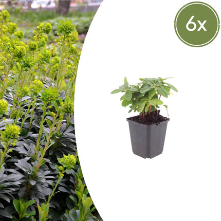Euphorbia amygdaloides Robbiae – 6 Pflanzen Ø9cm – Höhe10-25cm – Immergrüner Bodendecker für Schatten & Halbschatten – Gelbgrüne Blüten im Frühjahr