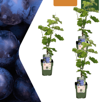 Bio Weintraube Vitis vinifera – Biologische Weinpflanzen – Ø13cm – ↕20cm – 3 Pflanzen – Frostbeständig & Vieltragend – Für Garten, Terrasse & Balkon