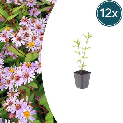 Kalimeris incisa Blue Star – 12 Pflanzen – Ø9cm – Höhe 10-25cm – Winterharte Staude – Hellblaue Blüten