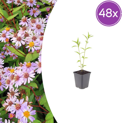 Kalimeris incisa Blue Star – 48 Pflanzen – Ø9cm – Höhe 10-25cm – Winterharte Staude – Hellblaue Blüten