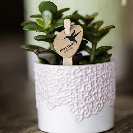 Ziergefäß Bloom Pink – Dekorativer Blumentopf Ø6cm – Romantischer Mini Pflanztopf mit Blütenstruktur – Design Übertopf für Sukkulenten Kakteen & Deko