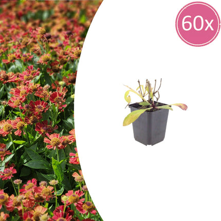 Helenium Moerheim Beauty – 60 Pflanzen – Ø9cm – Höhe 10-25cm – Sonnenbraut Staude – Gelb Orange Sommerblüher