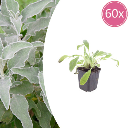 Stachys byzantina Eselsohren – 60 Pflanzen – Ø9cm – Höhe 10-25cm