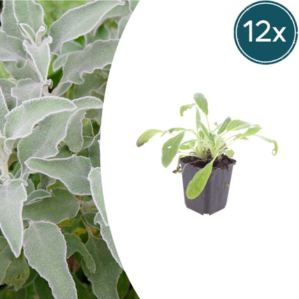 Stachys byzantina – 12 Pflanzen – Ø9cm – Höhe 10-25cm – Winterharte Staude – Silberlaub Bodendecker – Trockenheitsresistent für Beet & Steingarten